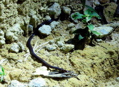 Pseudorabdion longiceps