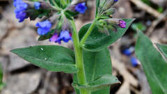 Pulmonaria mollis