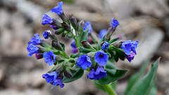Pulmonaria mollis