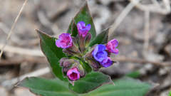 Pulmonaria mollis