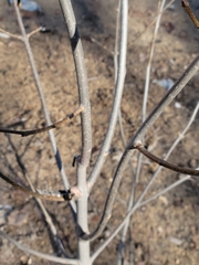 Fraxinus pennsylvanica