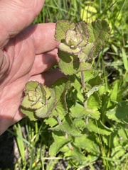 Eupatorium rotundifolium