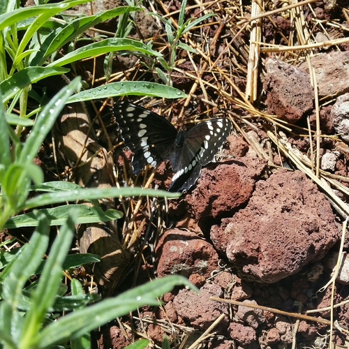 Weidemeyer's Admiral photo 4