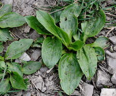 Plantago major