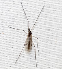 Teucholabis complexa