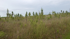 Pinus elliottii densa