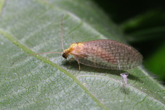 Hemerobius micans