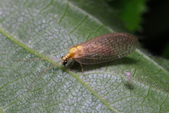 Hemerobius micans
