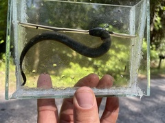 Siren lacertina
