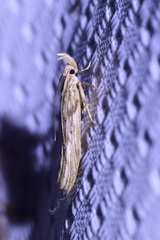 Ypsolophidae