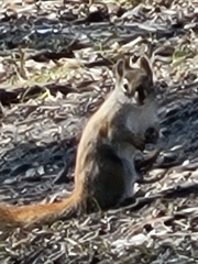 Tamiasciurus hudsonicus