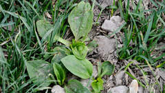 Plantago major