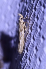Ypsolophidae