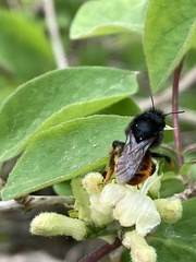 Osmia bicolor