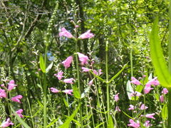 Physostegia purpurea