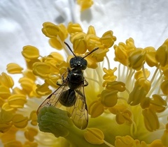 Ceratina