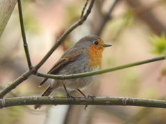 Erithacus rubecula
