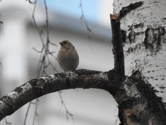 Fringilla coelebs