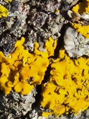 Xanthomendoza fallax
