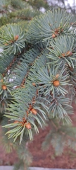 Picea pungens