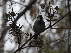 Passer domesticus