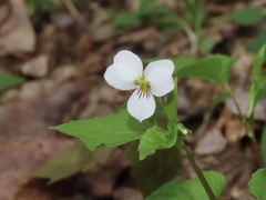 Viola canadensis canadensis