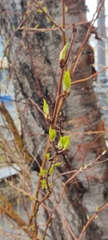 Prunus maackii