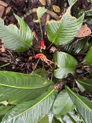 Dieffenbachia wendlandii