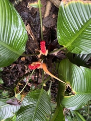 Dieffenbachia wendlandii