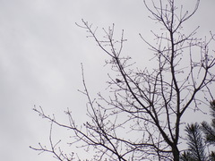 Ficedula hypoleuca