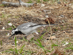 Motacilla alba