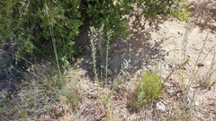 Cryptantha muricata jonesii