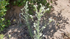 Cryptantha muricata jonesii