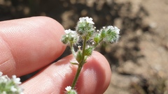 Cryptantha muricata jonesii