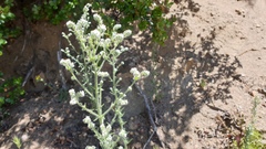 Cryptantha muricata jonesii