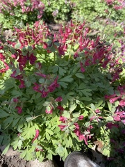 Corydalis solida