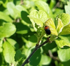 Cryptocephalus sanguinicollis