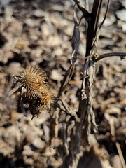 Arctium minus