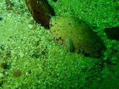 Rhyssoplax polita