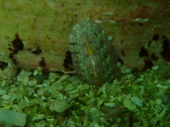 Rhyssoplax polita