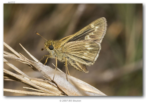 Wandering Skipper photo 3