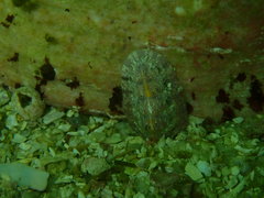 Rhyssoplax polita
