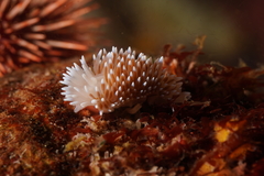 Antiopella longidentata