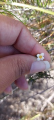 Lachnaea filicaulis