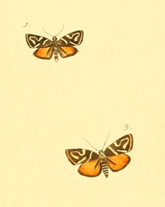 Anthophila albertiana