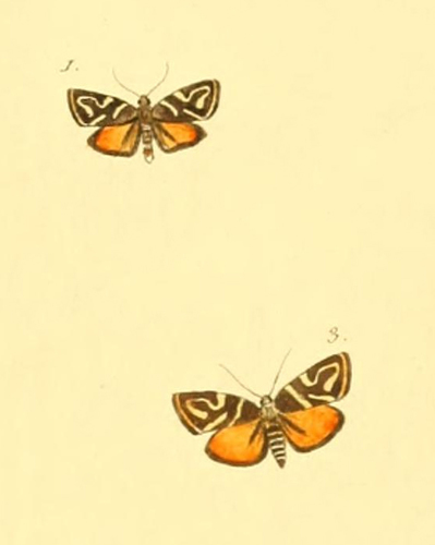 Anthophila albertiana