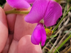 Tephrosia potosina