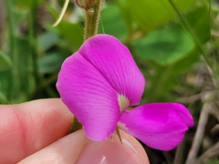 Tephrosia potosina