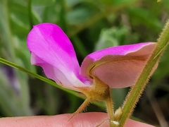 Tephrosia potosina