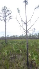 Pinus elliottii densa